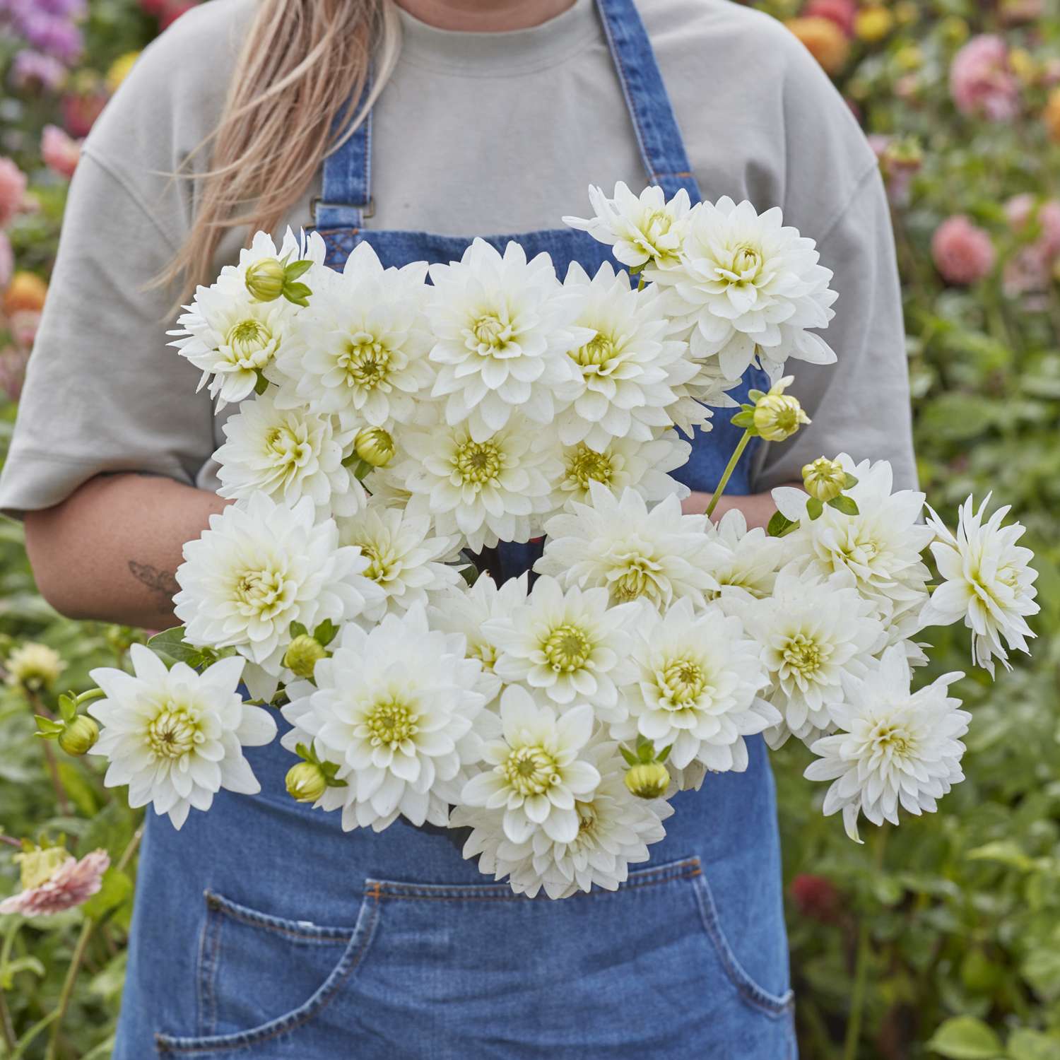 Daalia 'Karma Maarten Zwaan'